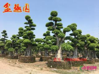 细叶榕