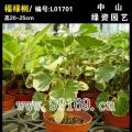 福禄桐