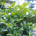 狗牙花