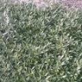 小叶栀子花