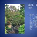 杜鹃