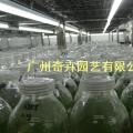 龙血树