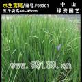 常绿水生鸢尾
