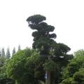 日本罗汉松