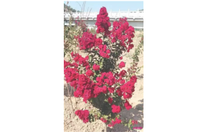 两年培育驯化 美国紫薇“百日红”在洛川盛开