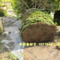 黄金香柳球形