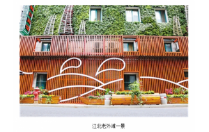 绿化“爬上墙” 宁波试点墙体垂直绿化