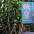 多宝树