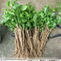 福建供应2-4年生茉莉花苗，大丛地栽大棵茉莉花