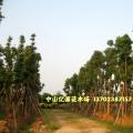多头香樟树