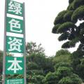 罗汉松