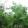 红花紫荆地苗，红花紫荆袋苗，红花紫荆移植苗