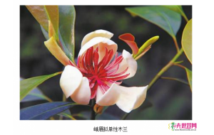 从74株到人工繁育成功 峨眉圣花绝地重生 从74株到人工繁育成功 峨眉圣花绝地重生