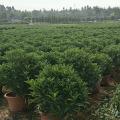 非洲茉莉