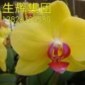 蝴蝶兰