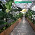 生态植物工程实例