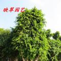 小叶榕