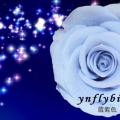 其它松柏杉竹