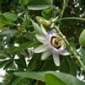 玉蕊