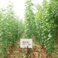 速生杨