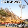 白榆