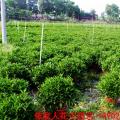 非洲茉莉