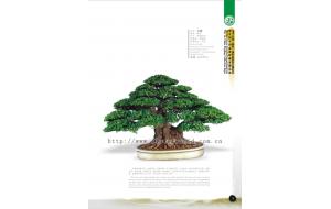 《景石藏秀 盛世华章--盆景篇》 