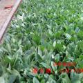 非洲茉莉