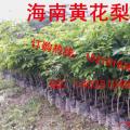 黄花梨