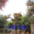 和顺树（竹节树）