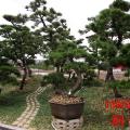 黑松
