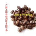 加拿利海枣