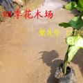 合果芋