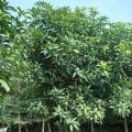 绿化芒果