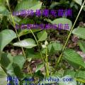 香玲核桃苗