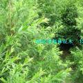 垂枝多花红千层 