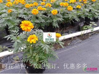 孔雀草