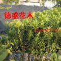 台湾罗汉松