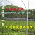 白花油茶