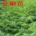 花椒苗