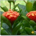 龙船花