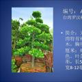 台湾罗汉松