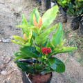 龙船花