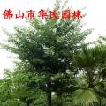 大腹木棉