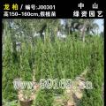龙柏