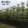 锦叶榄仁