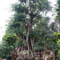 小叶榕