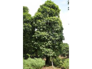秋枫