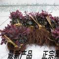 红继木