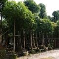 香樟